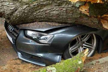 A Car Crushed by a Broken Tree