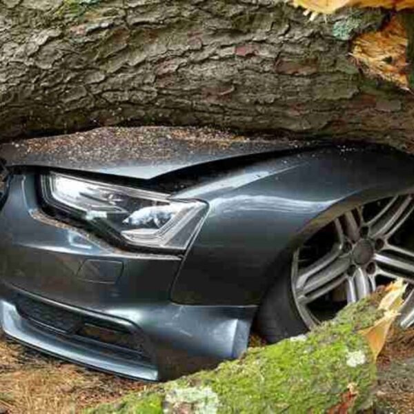 A Car Crushed by a Broken Tree